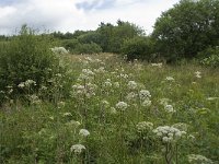 B, Liege, Waimes, Le Poleur 6, Saxifraga-Willem van Kruijsbergen