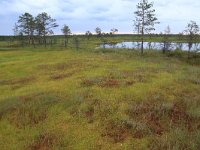 EST, Harjumaa, Kuusalu, Lahemaa rahvuspark 105, Saxifraga-Hans Boll