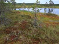 EST, Harjumaa, Kuusalu, Lahemaa rahvuspark 115, Saxifraga-Hans Boll