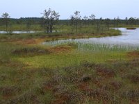 EST, Harjumaa, Kuusalu, Lahemaa rahvuspark 130, Saxifraga-Hans Boll