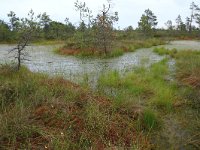 EST, Harjumaa, Kuusalu, Lahemaa rahvuspark 131, Saxifraga-Hans Boll