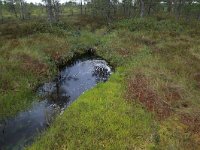 EST, Harjumaa, Kuusalu, Lahemaa rahvuspark 146, Saxifraga-Hans Boll