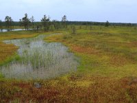 EST, Harjumaa, Kuusalu, Lahemaa rahvuspark 15, Saxifraga-Hans Boll