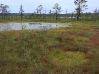 EST, Harjumaa, Kuusalu, Lahemaa rahvuspark 151, Saxifraga-Hans Boll