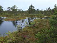 EST, Harjumaa, Kuusalu, Lahemaa rahvuspark 158, Saxifraga-Hans Boll