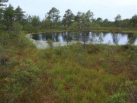 EST, Harjumaa, Kuusalu, Lahemaa rahvuspark 162, Saxifraga-Hans Boll