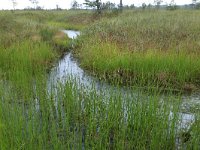 EST, Harjumaa, Kuusalu, Lahemaa rahvuspark 168, Saxifraga-Hans Boll