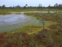 EST, Harjumaa, Kuusalu, Lahemaa rahvuspark 172, Saxifraga-Hans Boll