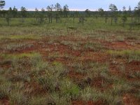 EST, Harjumaa, Kuusalu, Lahemaa rahvuspark 187, Saxifraga-Hans Boll