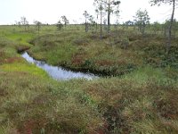 EST, Harjumaa, Kuusalu, Lahemaa rahvuspark 190, Saxifraga-Hans Boll