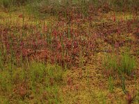 EST, Harjumaa, Kuusalu, Lahemaa rahvuspark 195, Saxifraga-Hans Boll