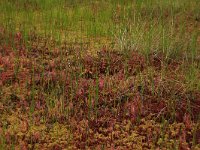 EST, Harjumaa, Kuusalu, Lahemaa rahvuspark 196, Saxifraga-Hans Boll