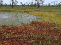 EST, Harjumaa, Kuusalu, Lahemaa rahvuspark 200, Saxifraga-Hans Boll