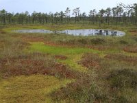 EST, Harjumaa, Kuusalu, Lahemaa rahvuspark 203, Saxifraga-Hans Boll