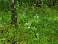 EST, Harjumaa, Kuusalu, Lahemaa rahvuspark 240, Saxifraga-Hans Boll