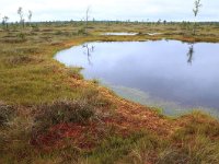 EST, Harjumaa, Kuusalu, Lahemaa rahvuspark 269, Saxifraga-Hans Boll