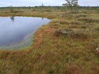 EST, Harjumaa, Kuusalu, Lahemaa rahvuspark 275, Saxifraga-Hans Boll