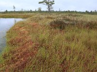 EST, Harjumaa, Kuusalu, Lahemaa rahvuspark 276, Saxifraga-Hans Boll