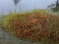 EST, Harjumaa, Kuusalu, Lahemaa rahvuspark 282, Saxifraga-Hans Boll