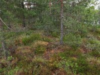 EST, Harjumaa, Kuusalu, Lahemaa rahvuspark 290, Saxifraga-Hans Boll