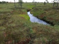 EST, Harjumaa, Kuusalu, Lahemaa rahvuspark 42, Saxifraga-Hans Boll