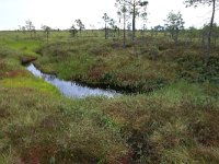 EST, Harjumaa, Kuusalu, Lahemaa rahvuspark 58, Saxifraga-Hans Boll