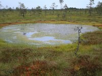 EST, Harjumaa, Kuusalu, Lahemaa rahvuspark 62, Saxifraga-Hans Boll