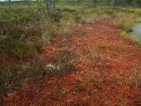 EST, Harjumaa, Kuusalu, Lahemaa rahvuspark 66, Saxifraga-Hans Boll