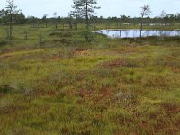 EST, Harjumaa, Kuusalu, Lahemaa rahvuspark 87, Saxifraga-Hans Boll