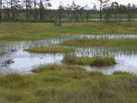 EST, Harjumaa, Kuusalu, Lahemaa rahvuspark 88, Saxifraga-Hans Boll