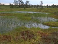 EST, Harjumaa, Kuusalu, Lahemaa rahvuspark 91, Saxifraga-Hans Boll