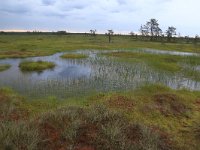 EST, Harjumaa, Kuusalu, Lahemaa rahvuspark 92, Saxifraga-Hans Boll