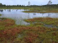 EST, Harjumaa, Kuusalu, Lahemaa rahvuspark 98, Saxifraga-Hans Boll