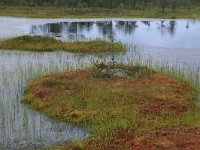 EST, Harjumaa, Kuusalu, Lahemaa rahvuspark 99, Saxifraga-Hans Boll