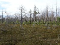 EST, Laane maakond, Laane-Nigula, Leidissoo looduskaitseala 1, Saxifraga-Hans Boll