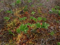 EST, Laane maakond, Laane-Nigula, Leidissoo looduskaitseala 105, Saxifraga-Hans Boll