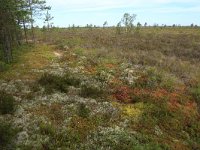 EST, Laane maakond, Laane-Nigula, Leidissoo looduskaitseala 108, Saxifraga-Hans Boll