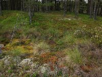 EST, Laane maakond, Laane-Nigula, Leidissoo looduskaitseala 115, Saxifraga-Hans Boll