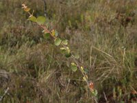 EST, Laane maakond, Laane-Nigula, Leidissoo looduskaitseala 128, Saxifraga-Hans Boll