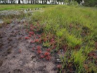 EST, Laane maakond, Laane-Nigula, Leidissoo looduskaitseala 14, Saxifraga-Hans Boll