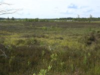 EST, Laane maakond, Laane-Nigula, Leidissoo looduskaitseala 145, Saxifraga-Hans Boll