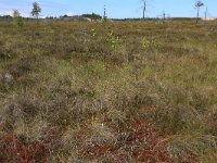 EST, Laane maakond, Laane-Nigula, Leidissoo looduskaitseala 149, Saxifraga-Hans Boll