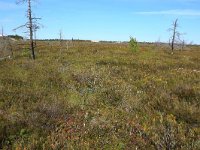 EST, Laane maakond, Laane-Nigula, Leidissoo looduskaitseala 151, Saxifraga-Hans Boll