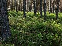 EST, Laane maakond, Laane-Nigula, Leidissoo looduskaitseala 161, Saxifraga-Hans Boll