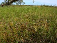 EST, Laane maakond, Laane-Nigula, Leidissoo looduskaitseala 29, Saxifraga-Hans Boll