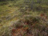 EST, Laane maakond, Laane-Nigula, Leidissoo looduskaitseala 61, Saxifraga-Hans Boll