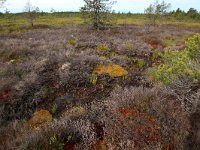 EST, Laane maakond, Laane-Nigula, Leidissoo looduskaitseala 70, Saxifraga-Hans Boll