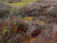 EST, Laane maakond, Laane-Nigula, Leidissoo looduskaitseala 72, Saxifraga-Hans Boll