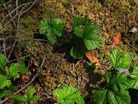 EST, Parnu maakond, Haademeeste vald, Nigula looduskaitseala 11, Saxifraga-Hans Boll