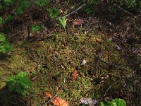 EST, Parnu maakond, Haademeeste vald, Nigula looduskaitseala 12, Saxifraga-Hans Boll